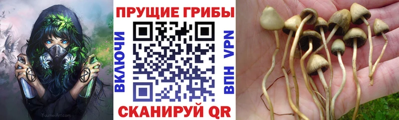 Псилоцибиновые грибы Magic Shrooms  Вельск 